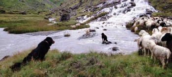 कुकुर : सहरमा रहर, गाउँमा गोठालो भर